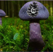 Mushroom Forest Adventure